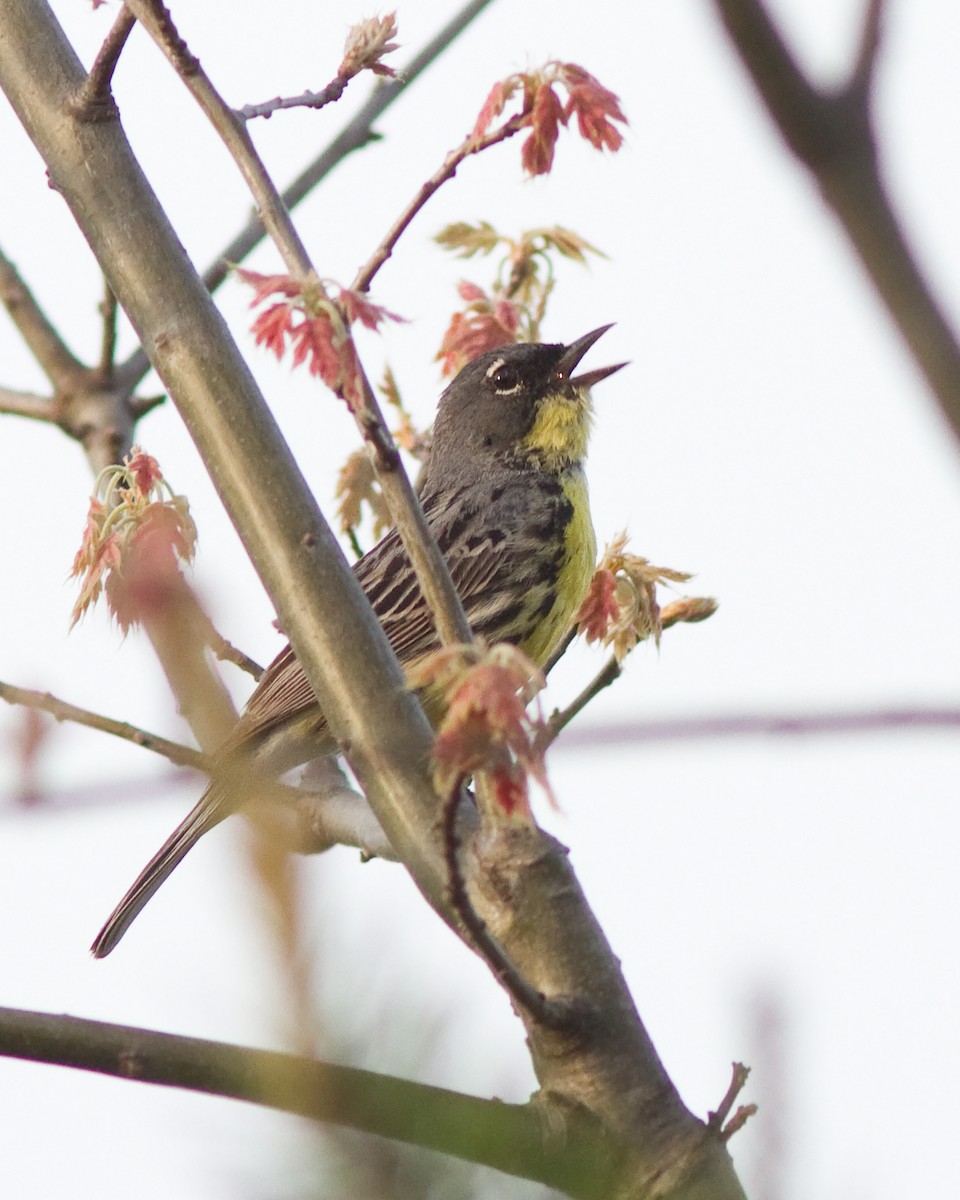 Kirtland's Warbler - ML109268231