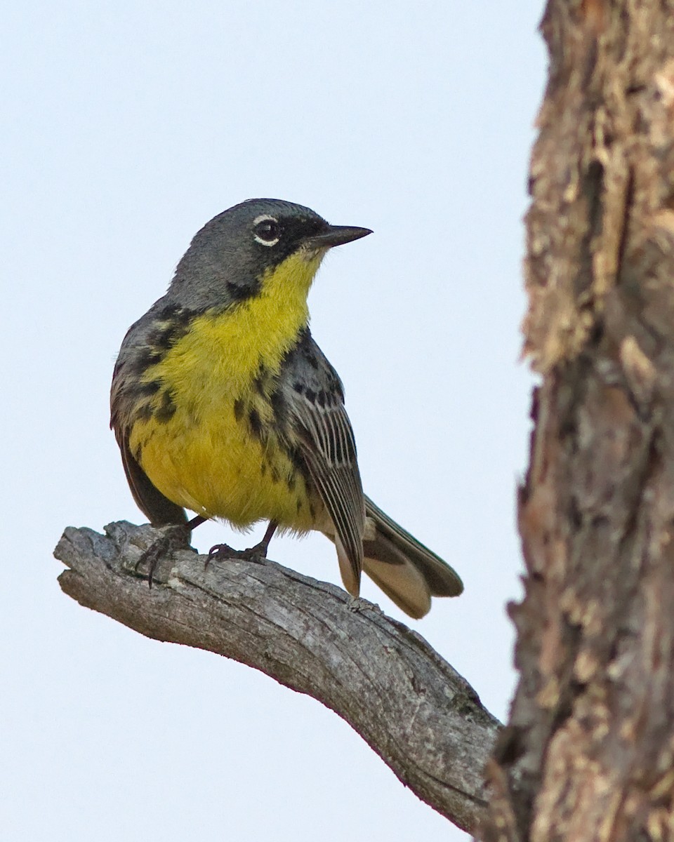 Kirtland's Warbler - ML109269021