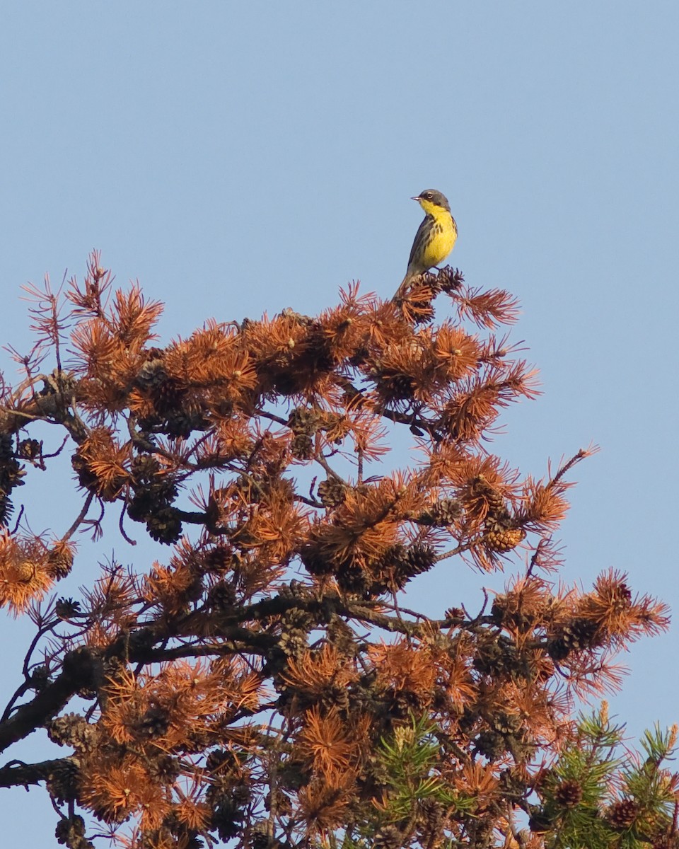 Kirtland's Warbler - ML109269031