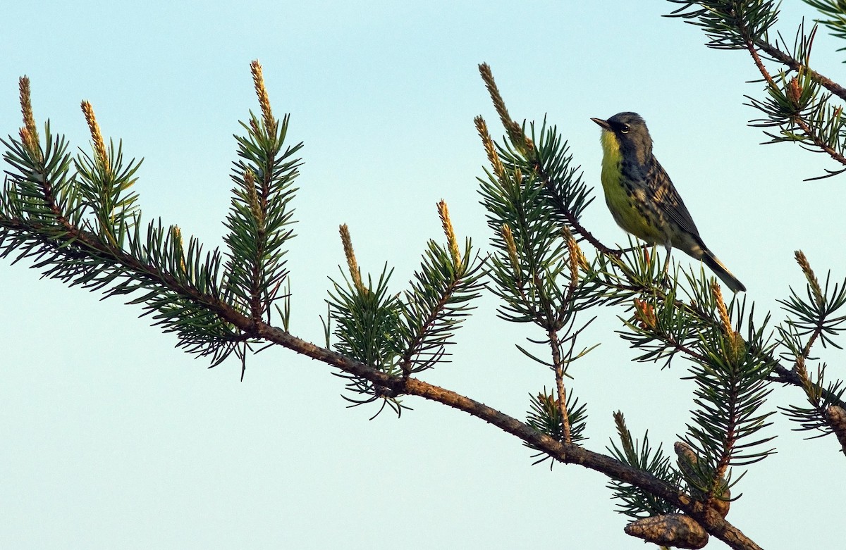 Kirtland's Warbler - ML109269041