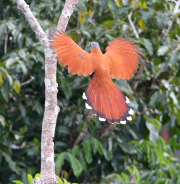 Black-bellied Cuckoo - ML109270581