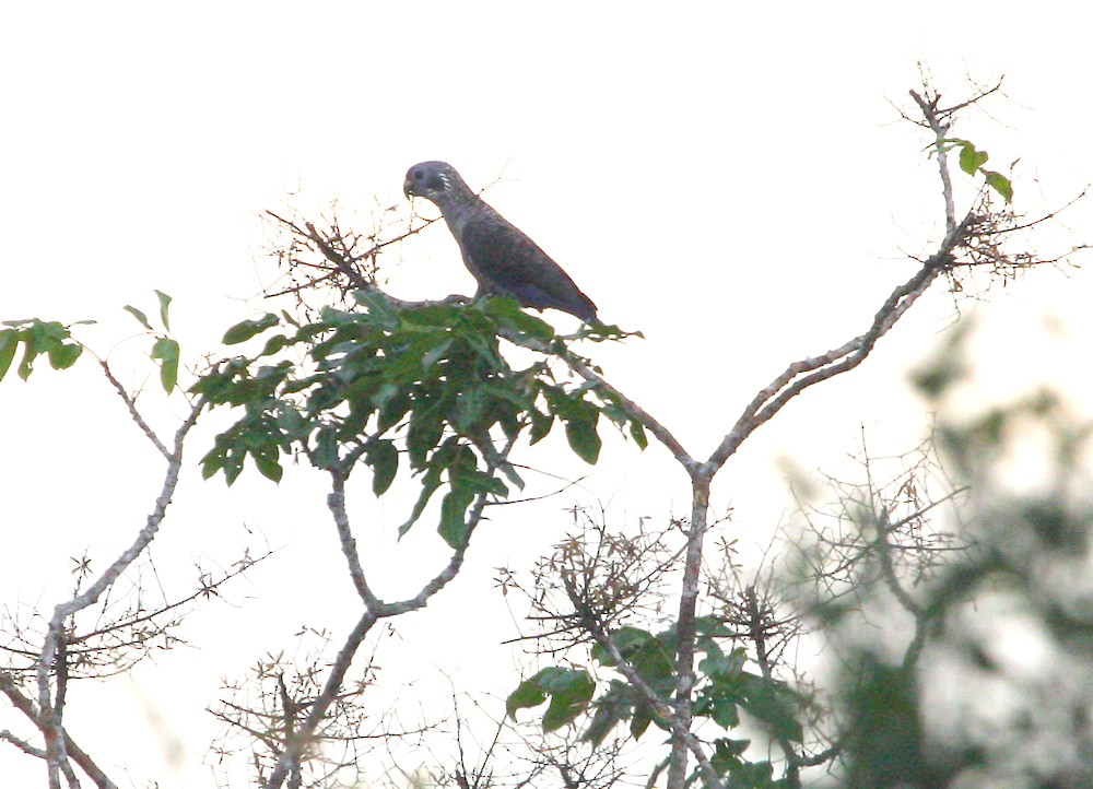 Loro Morado - ML109270841