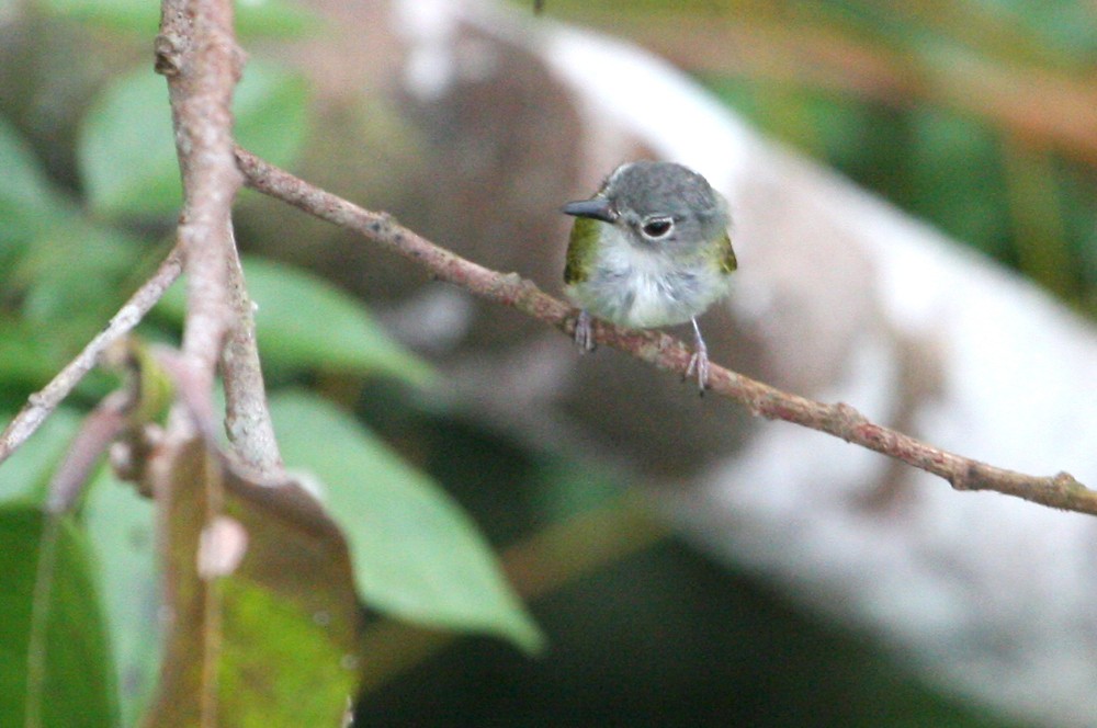 タンビコビトタイランチョウ - ML109271011