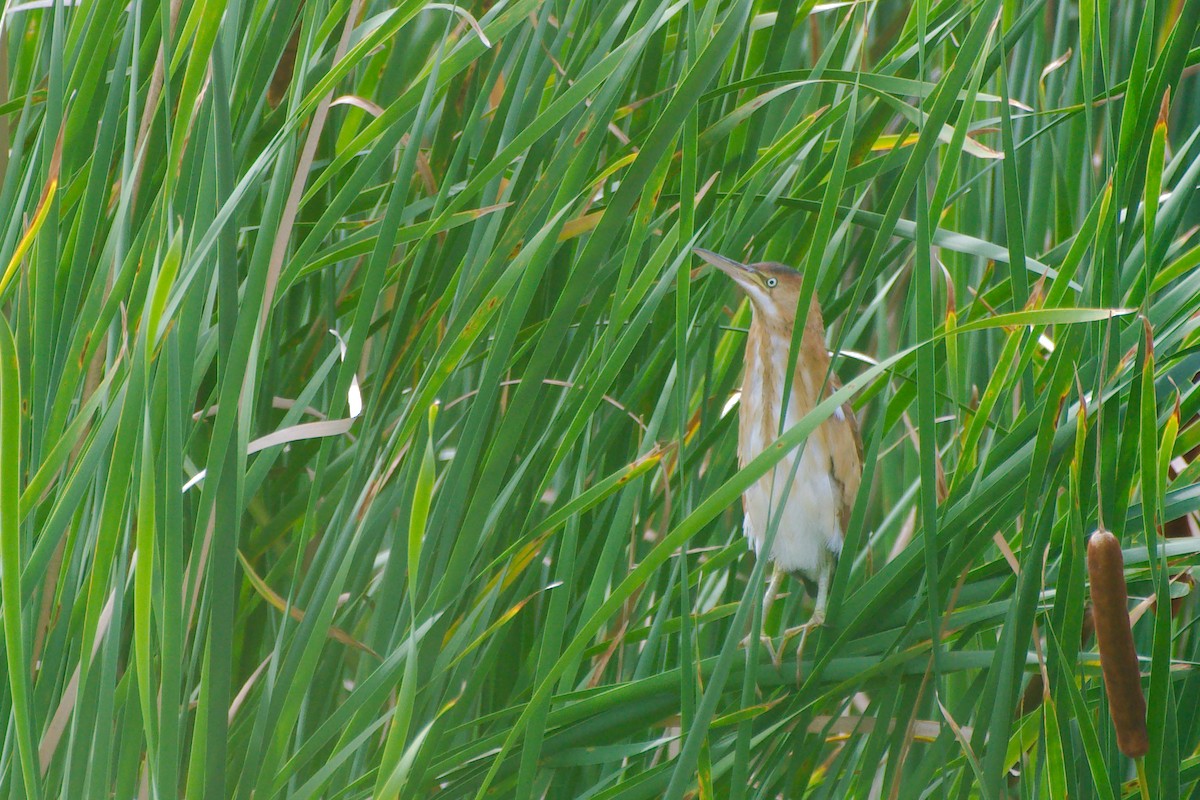 Least Bittern - Rick Beaudon