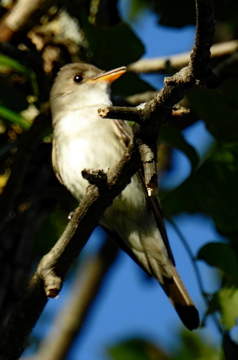 Eastern Wood-Pewee - Richard Klauke