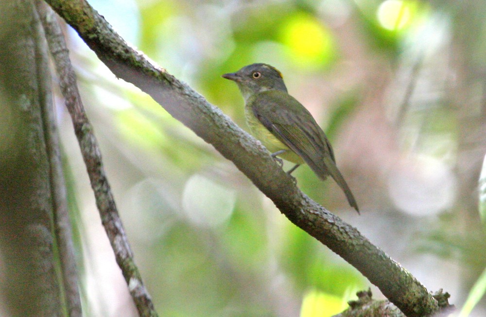 Saffron-crested Tyrant-Manakin - ML109271411