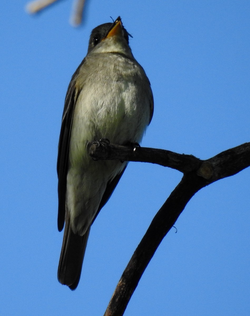 Eastern Wood-Pewee - ML109271641