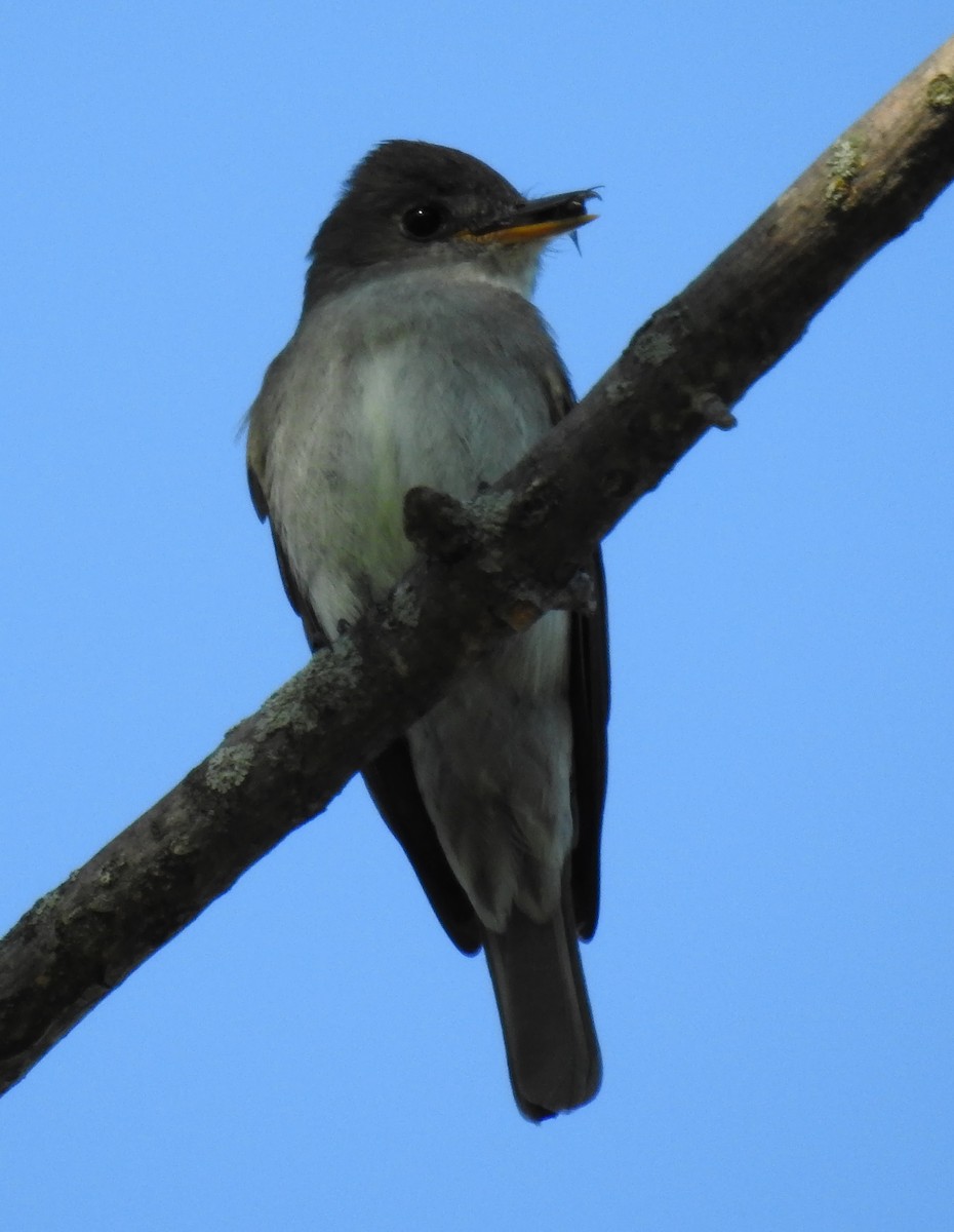 Eastern Wood-Pewee - Richard Klauke