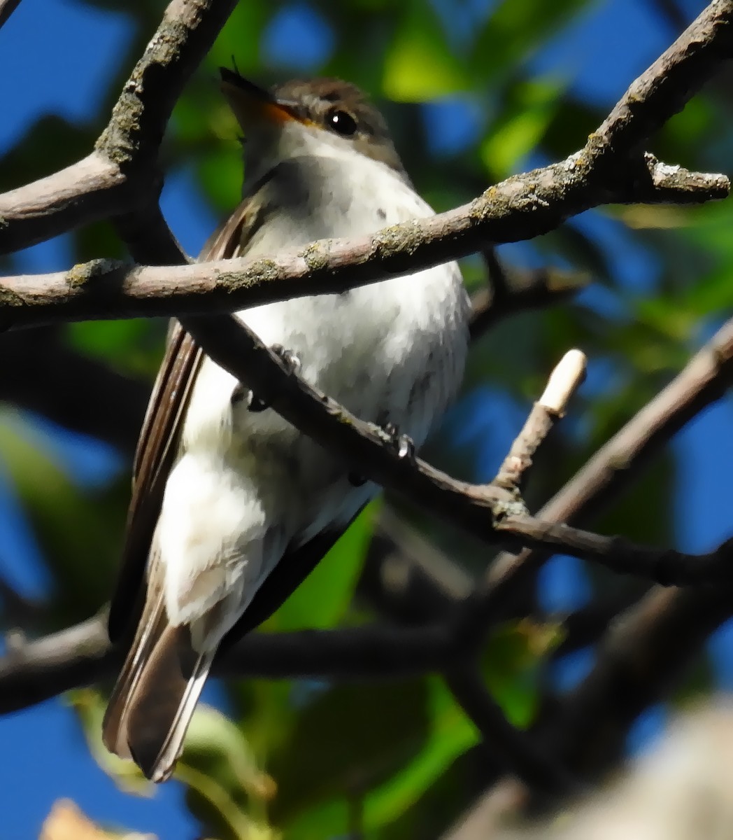 Eastern Wood-Pewee - Richard Klauke