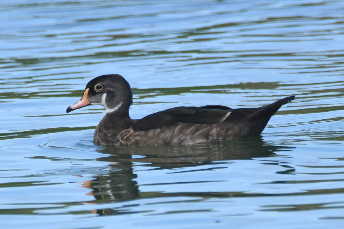 Wood Duck - ML109272771