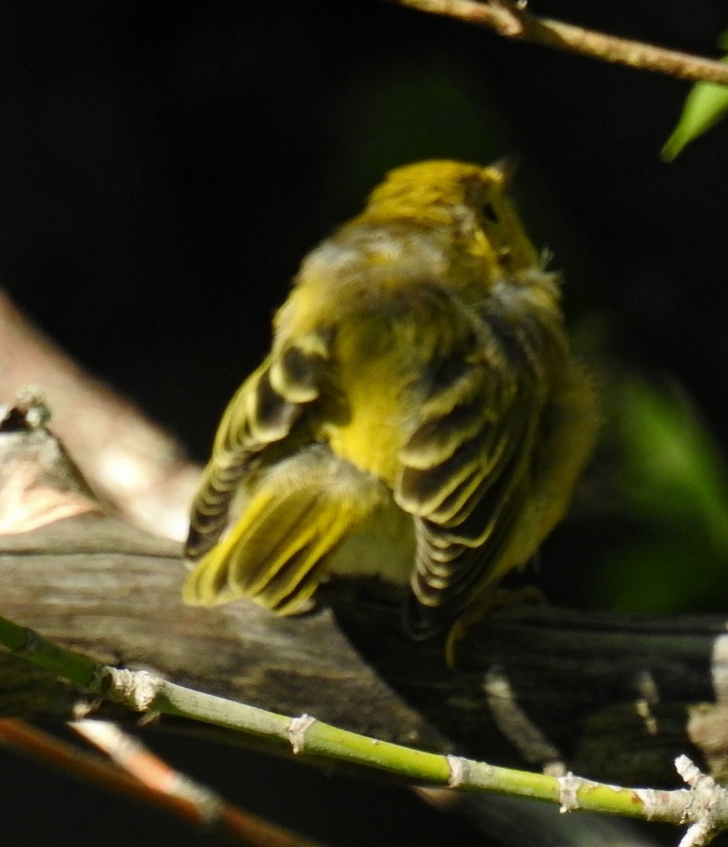 Paruline jaune - ML109273361