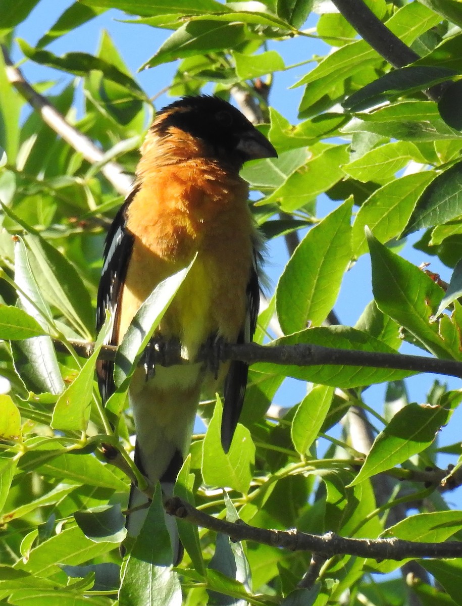 Black-headed Grosbeak - Richard Klauke