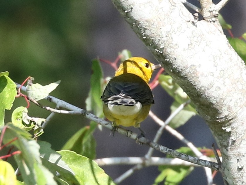 Prothonotary Warbler - ML109273831