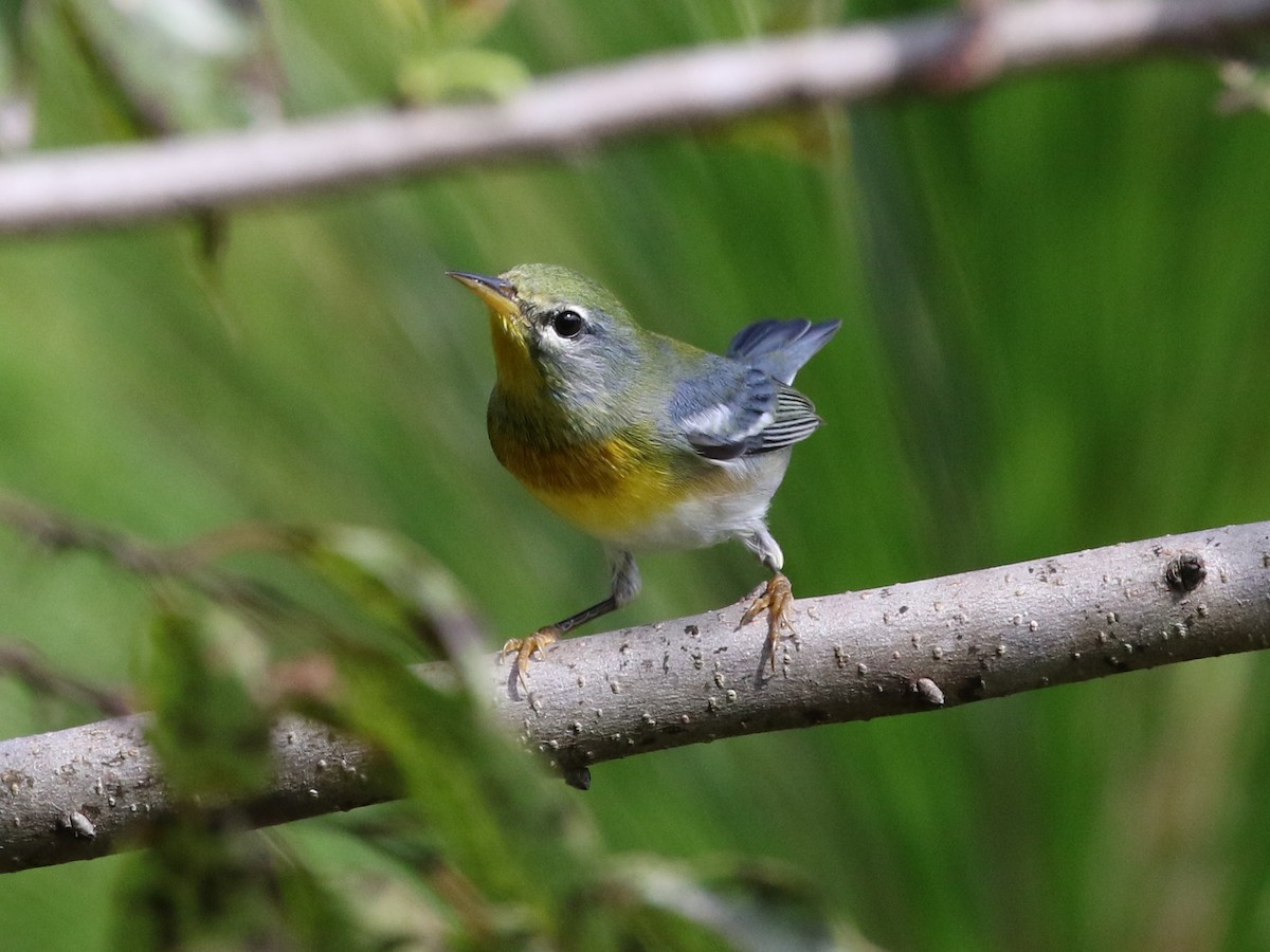 Northern Parula - ML109273961