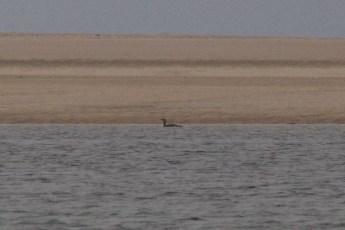 Red-throated Loon - ML109274141