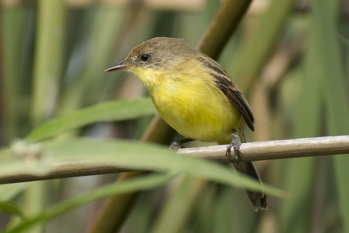 Warbling Doradito - ML109274861