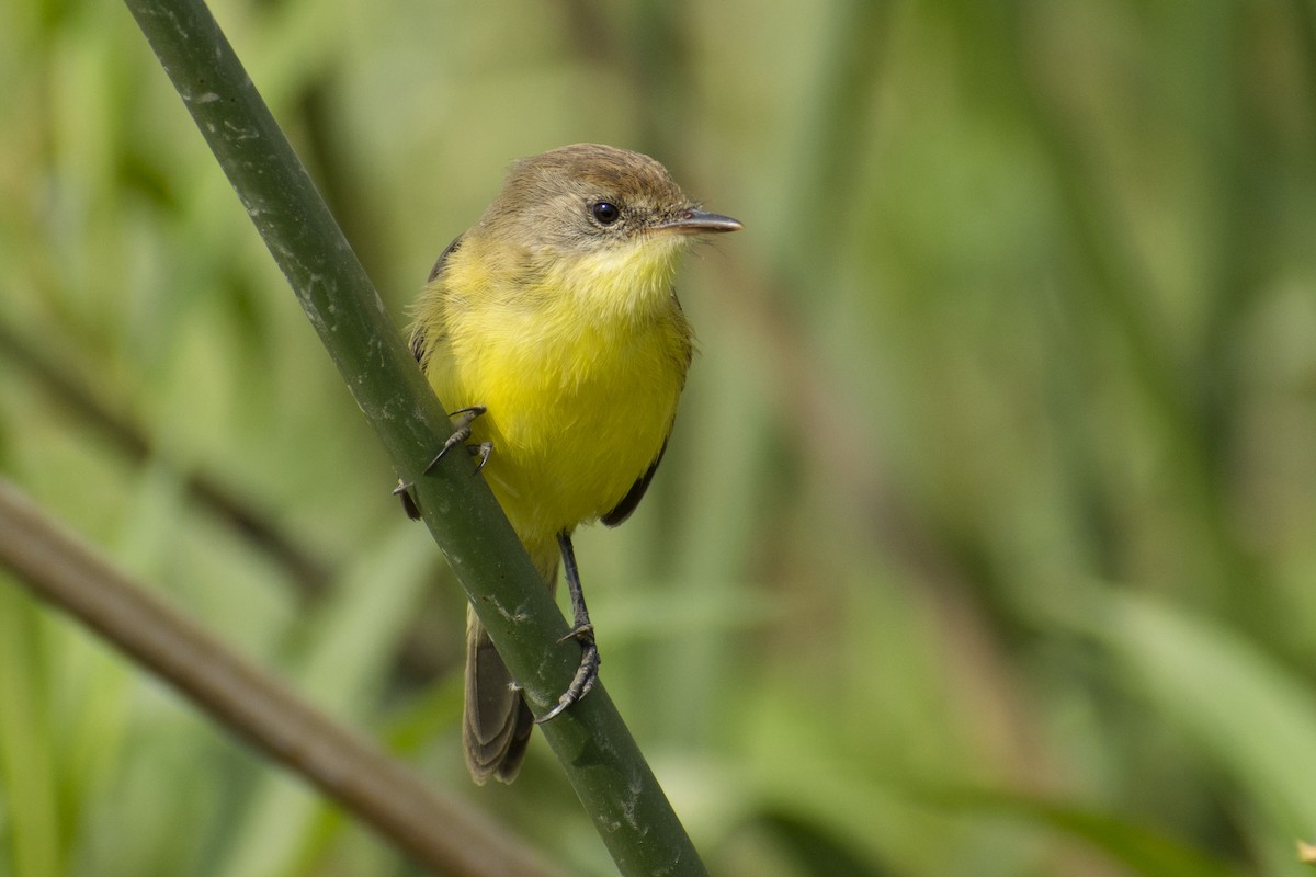 Warbling Doradito - ML109274871