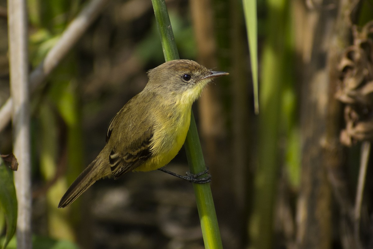 Warbling Doradito - ML109274881