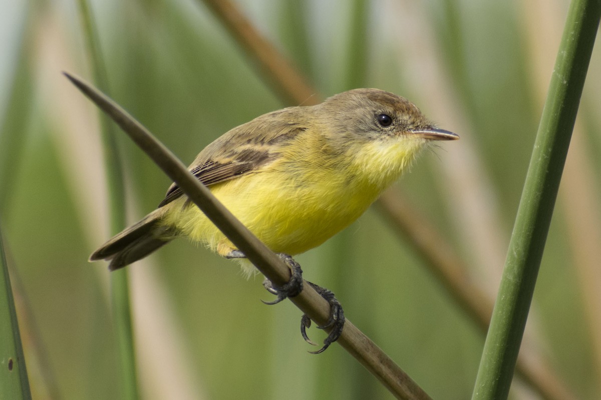 Warbling Doradito - ML109275191