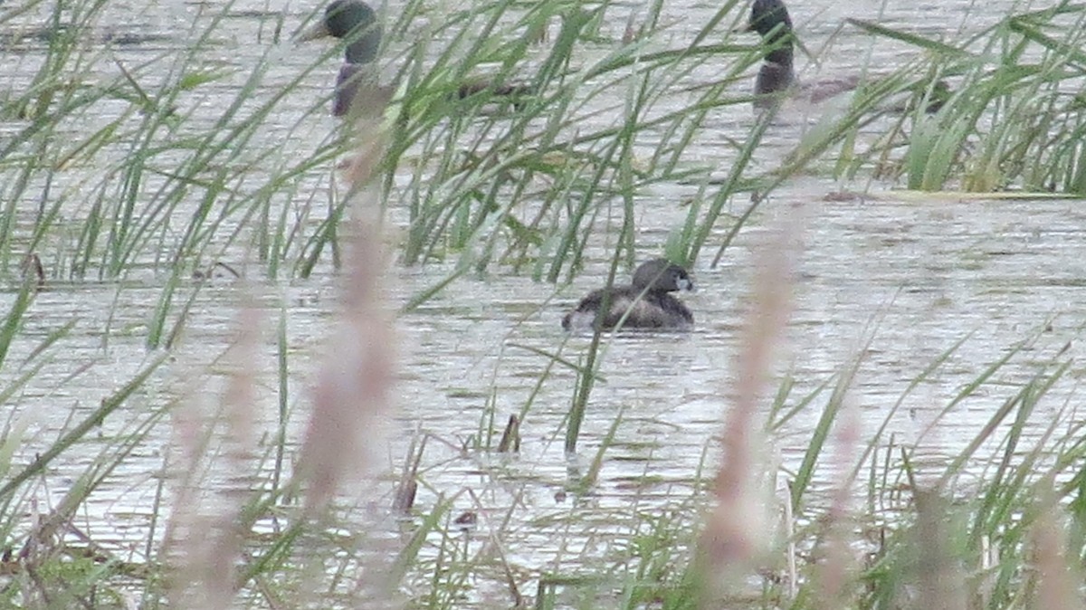 Pied-billed Grebe - James Hirtle