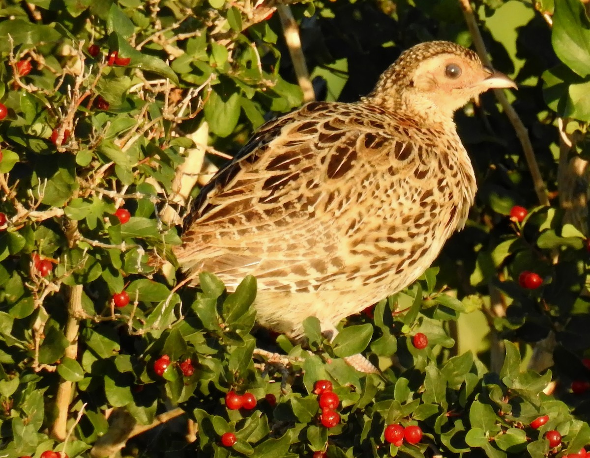 Ring-necked Pheasant - Richard Klauke