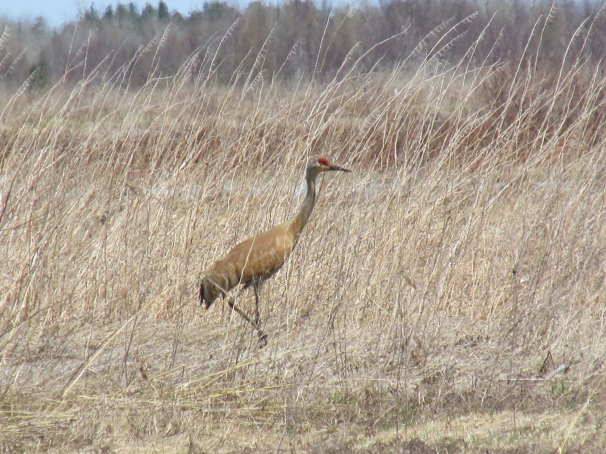 Sandhill Crane - ML109277571