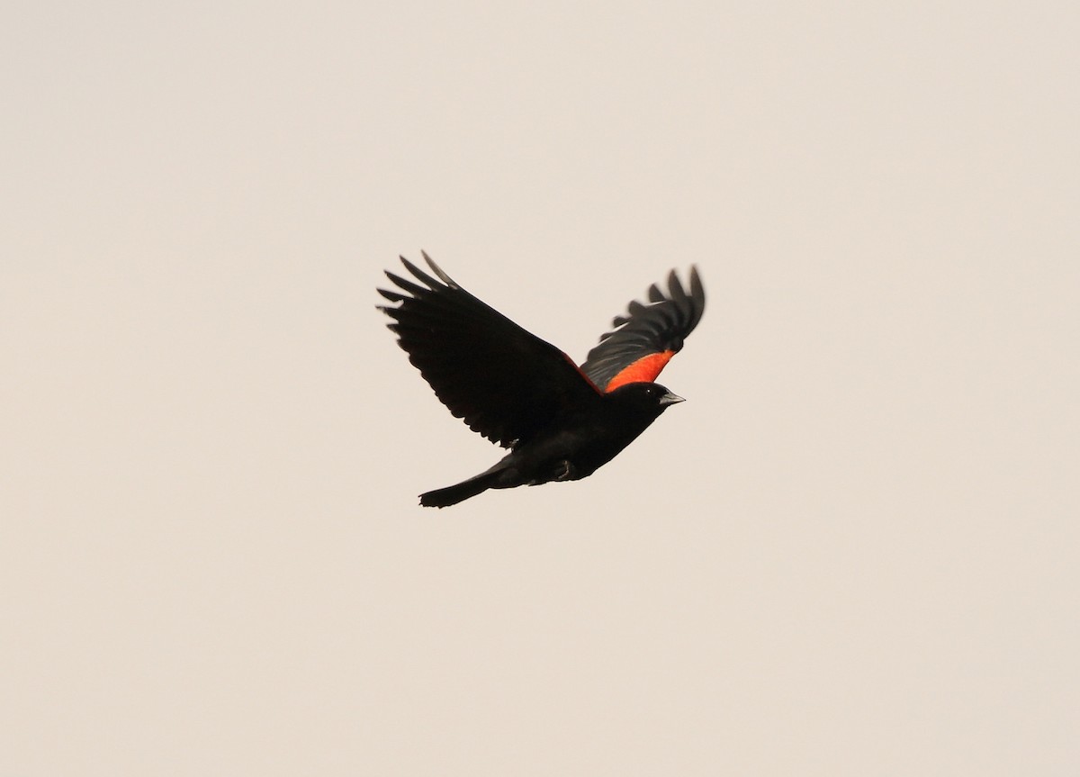 Red-winged Blackbird - ML109277631