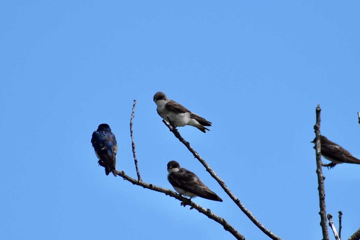 Golondrina Bicolor - ML109279261