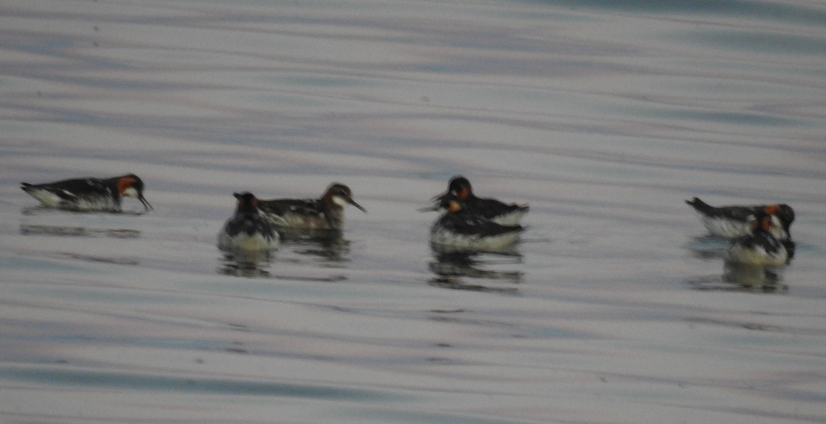 Red-necked Phalarope - ML109282411