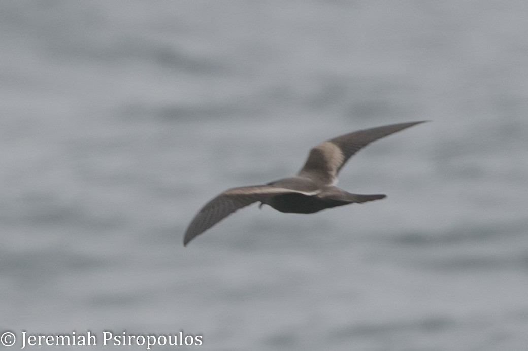 Tristram's Storm-Petrel - Jeremiah Psiropoulos