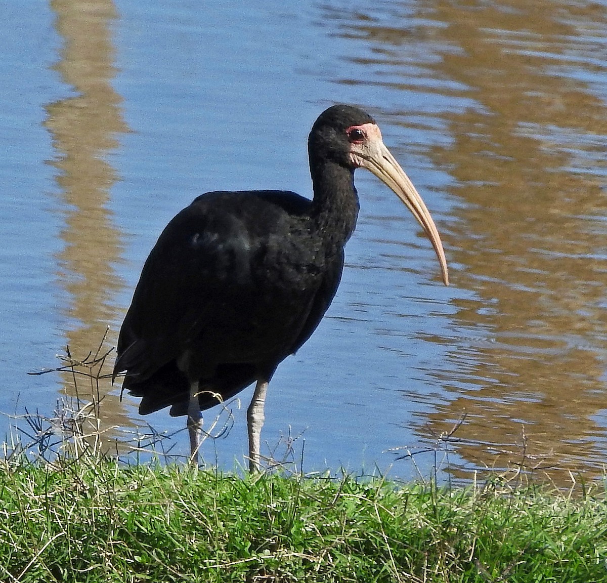Bare-faced Ibis - ML109282971
