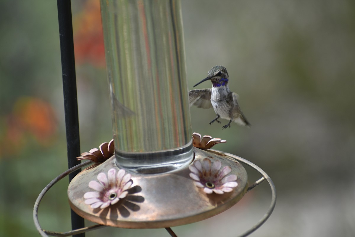 Costa's Hummingbird - Jerald Reb