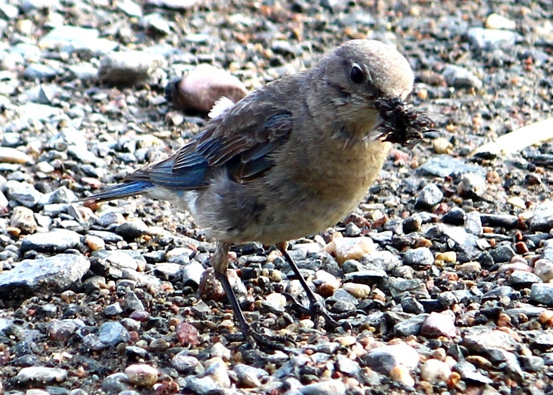 Mountain Bluebird - ML109285591