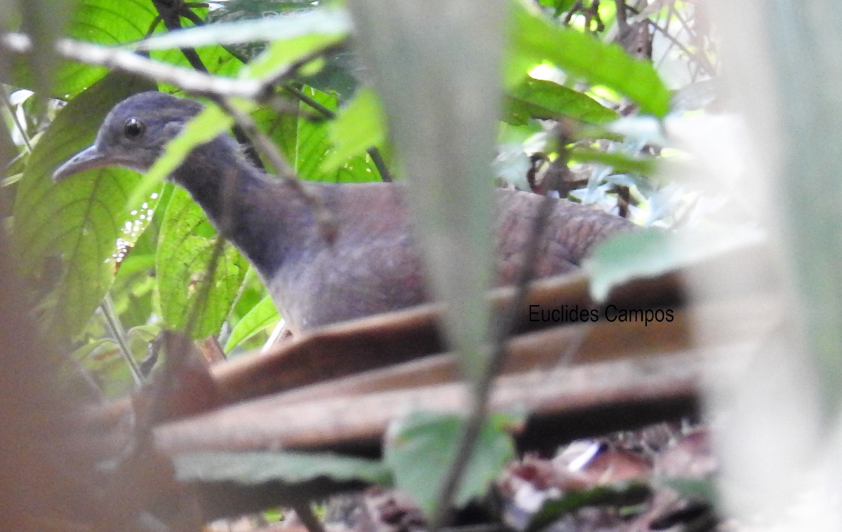 Choco Tinamou - ML109285861