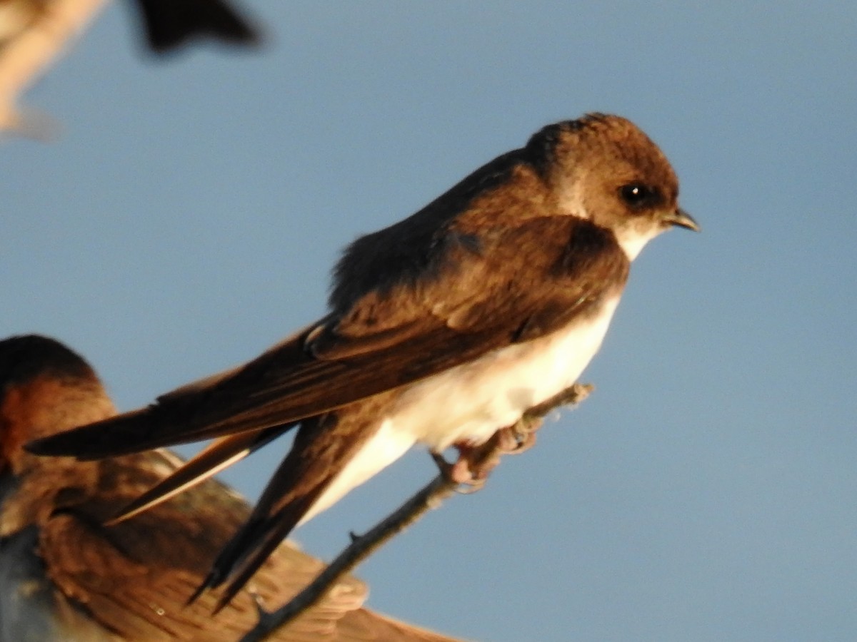 Bank Swallow - ML109287141