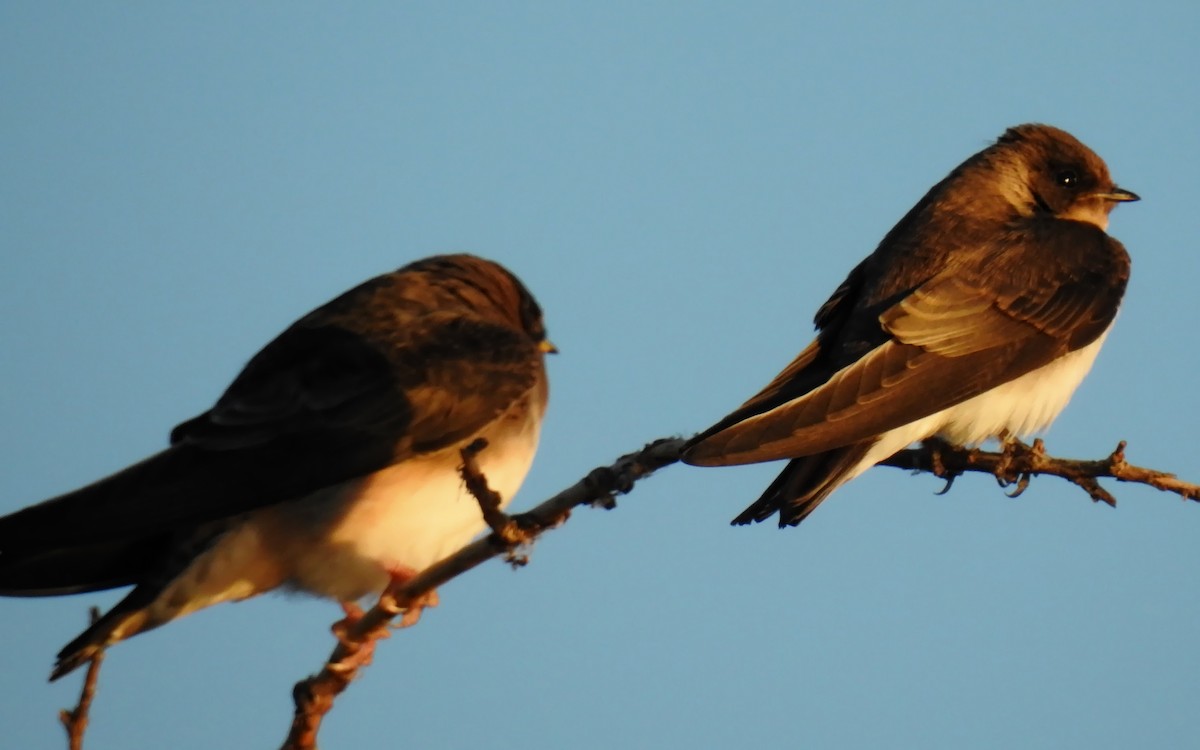 Hirondelle à ailes hérissées - ML109287151