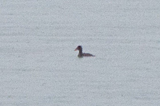 Surf Scoter - Marilyn Henry