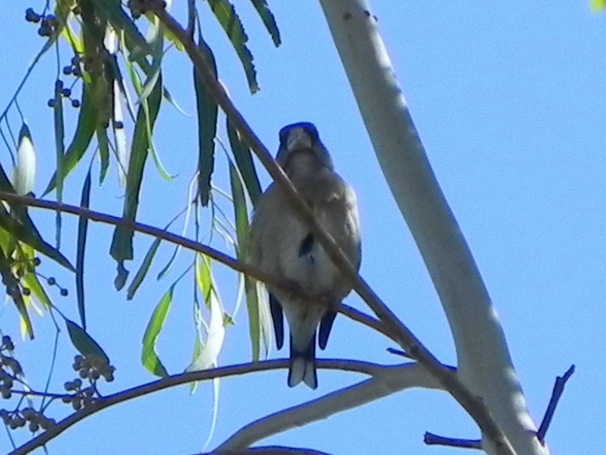 Evening Grosbeak - ML109288141