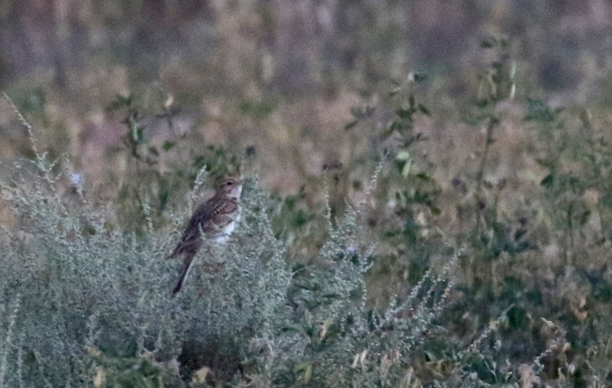 lark sp. - Jay McGowan