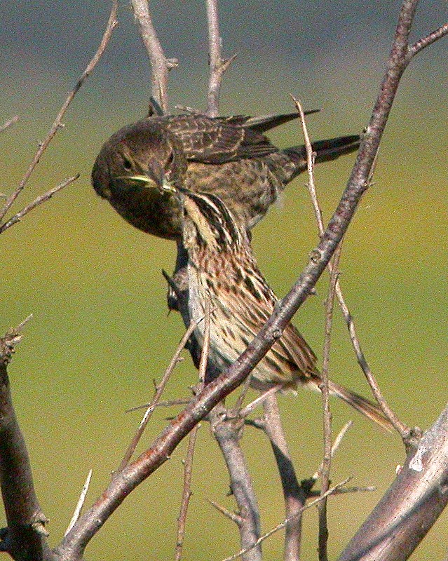 Brown-headed Cowbird - ML109290381