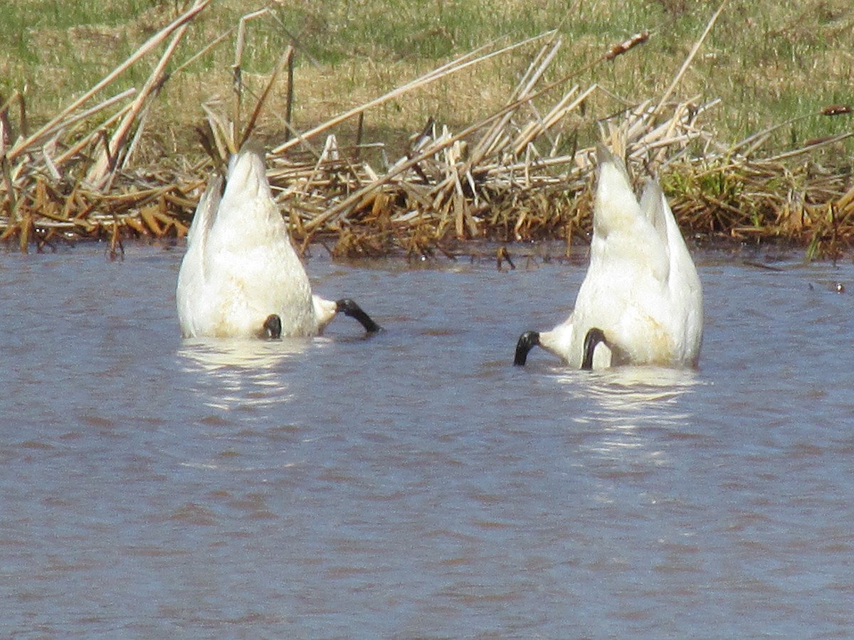 Tundra Swan - ML109291141