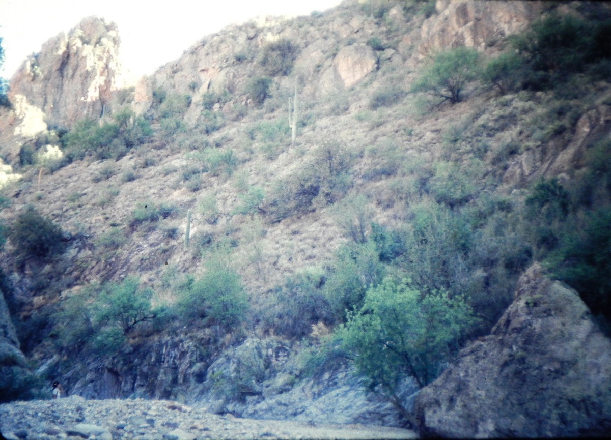 Five-striped Sparrow - Kathy Groschupf