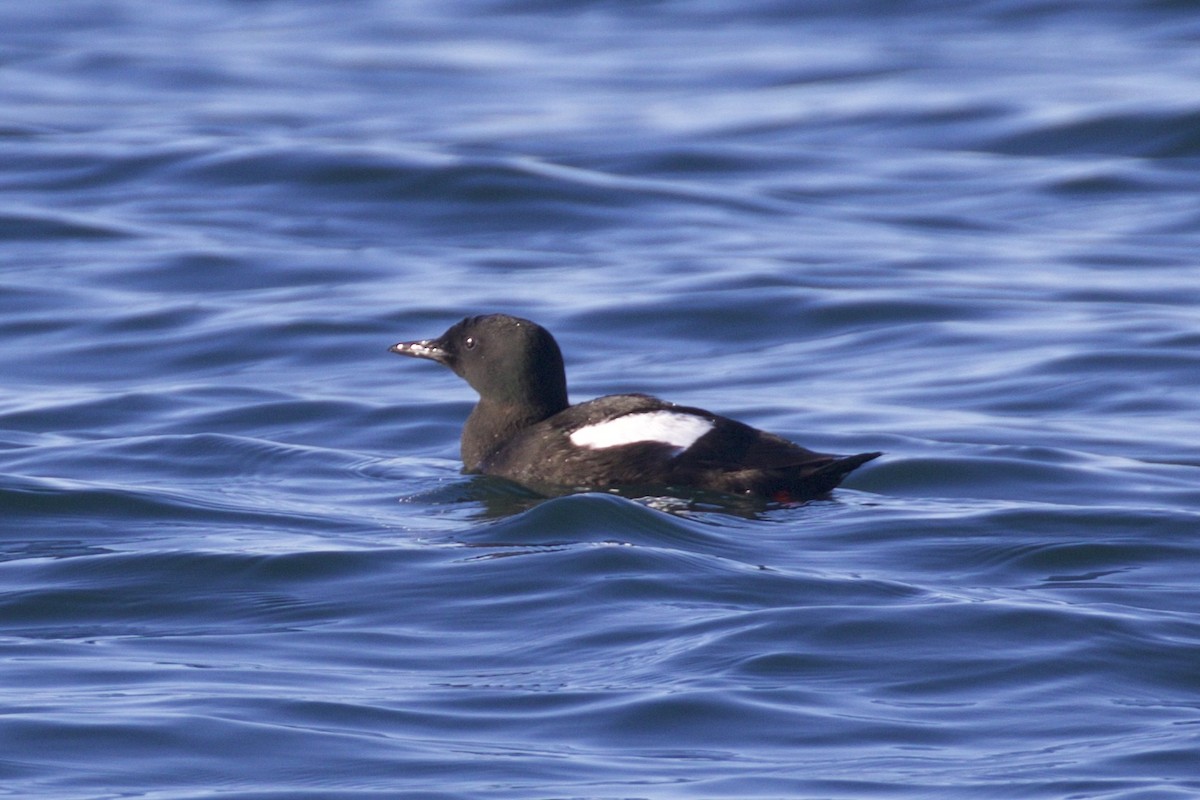 Black Guillemot - ML109291351