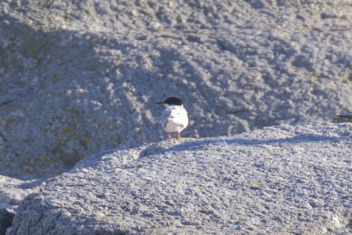 Roseate Tern - ML109291421