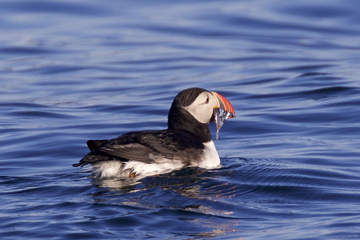 Atlantic Puffin - ML109291521