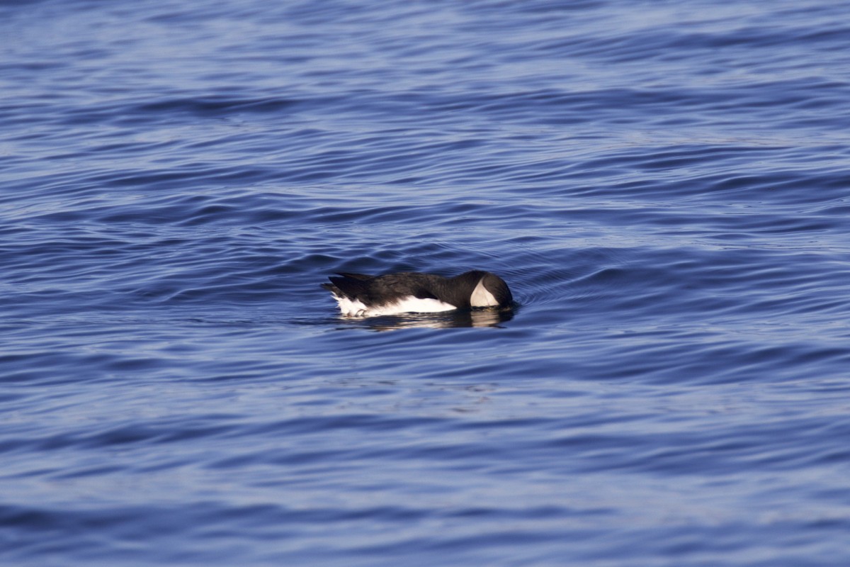 Atlantic Puffin - ML109291571