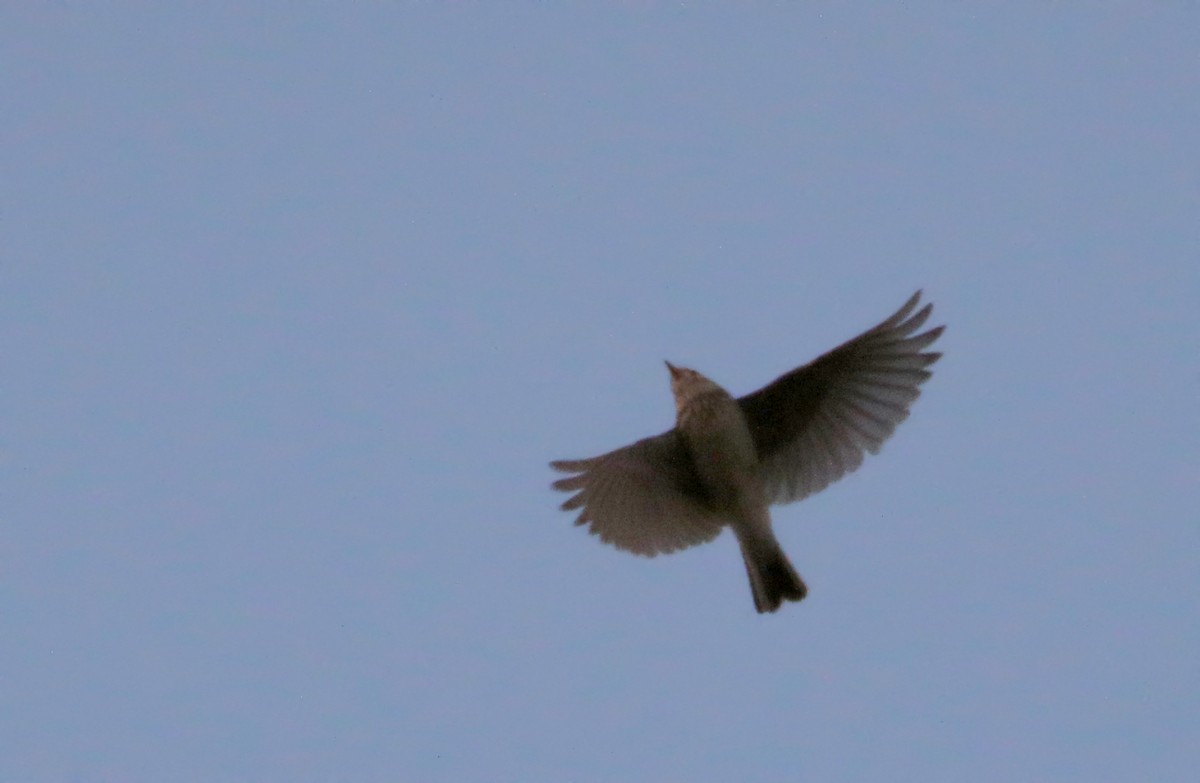 tanımsız Alaudidae sp. - ML109292991