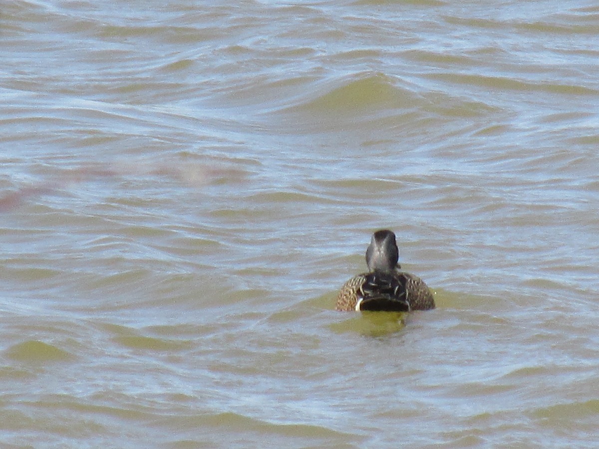 Blue-winged Teal - ML109293431