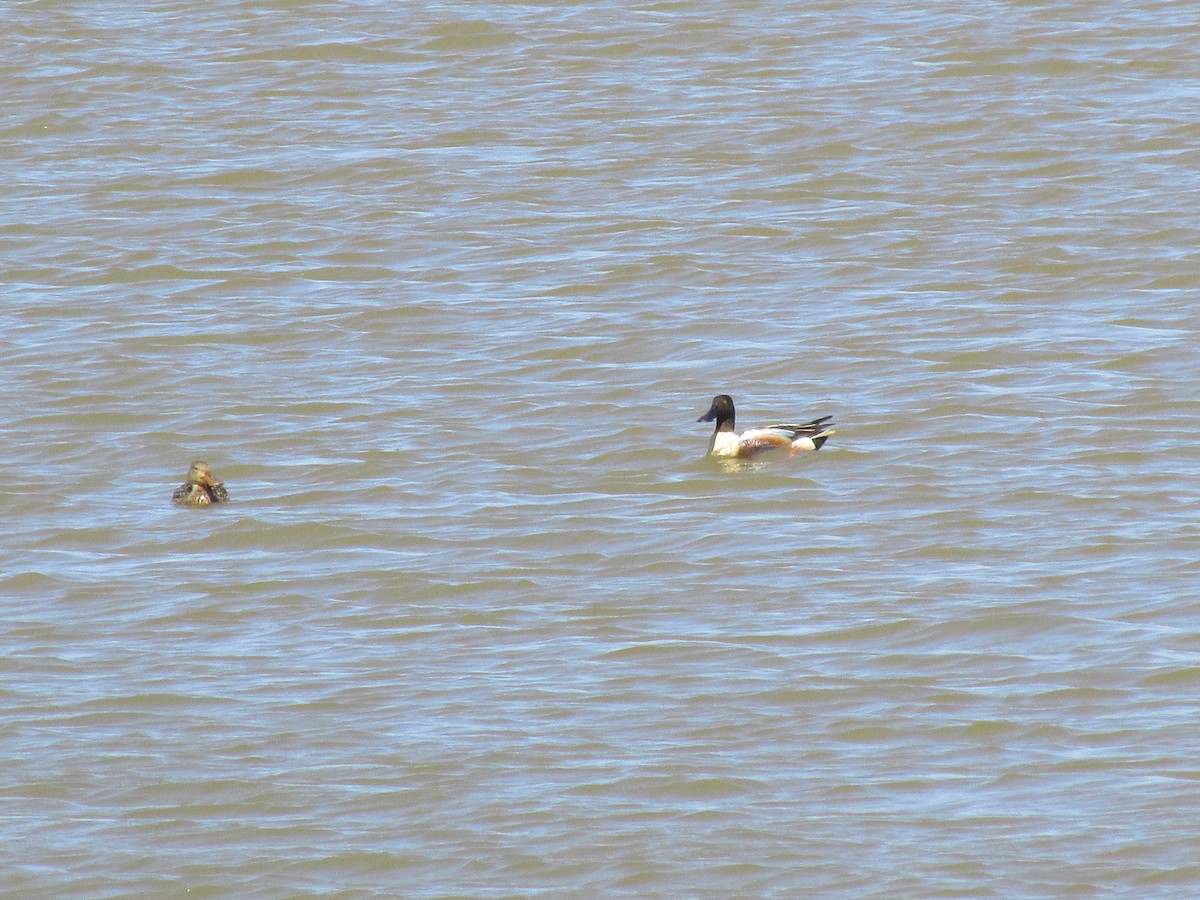 Northern Shoveler - ML109293581