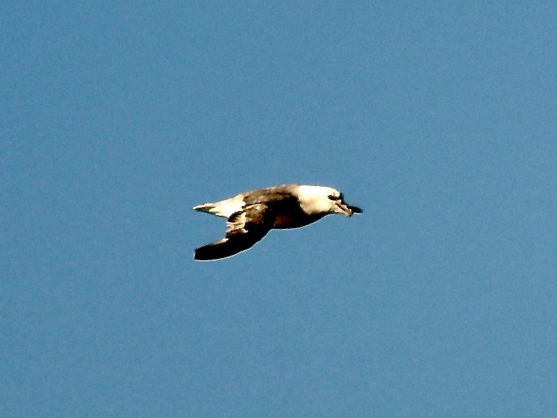 Northern Fulmar - Susan Mac